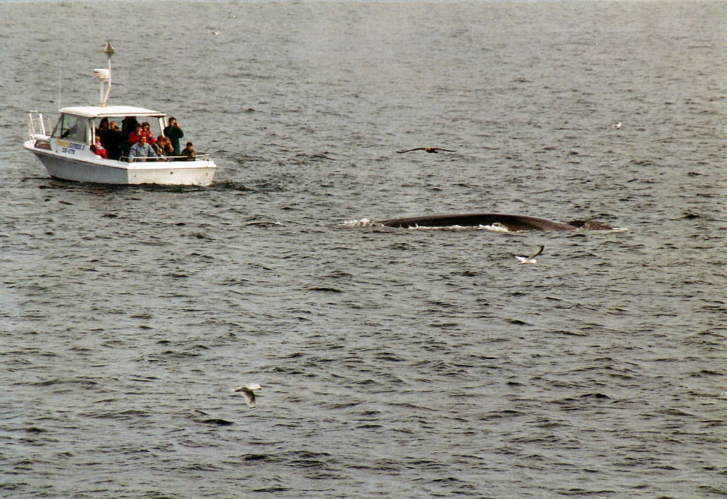 03 -Tadoussac (17).jpg